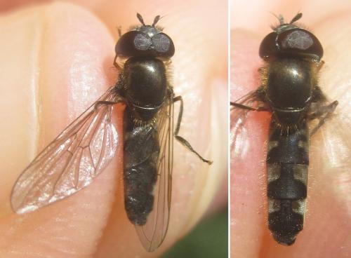 Réf. 320 649 : Platycheirus ambiguus